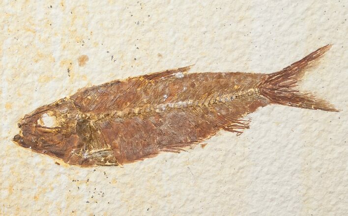 Bargain Knightia Fossil Fish - Wyoming #15632